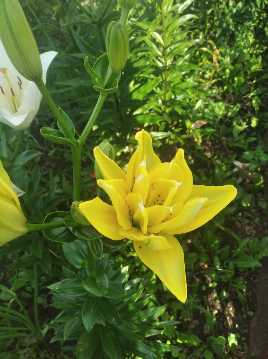 Лилия фата Моргана луковица 12/14