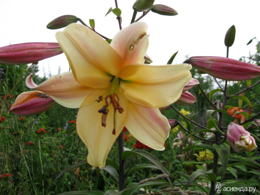 Терри Лилия