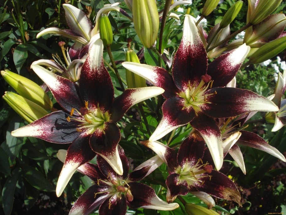 Лилия азиатская мистери дрим