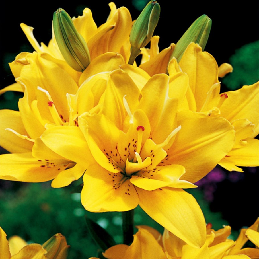 Лилии азиатские махровые фата Моргана