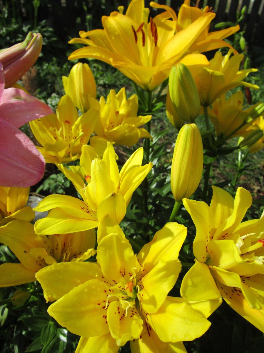 Лилия фата Моргана 2шт 12/14