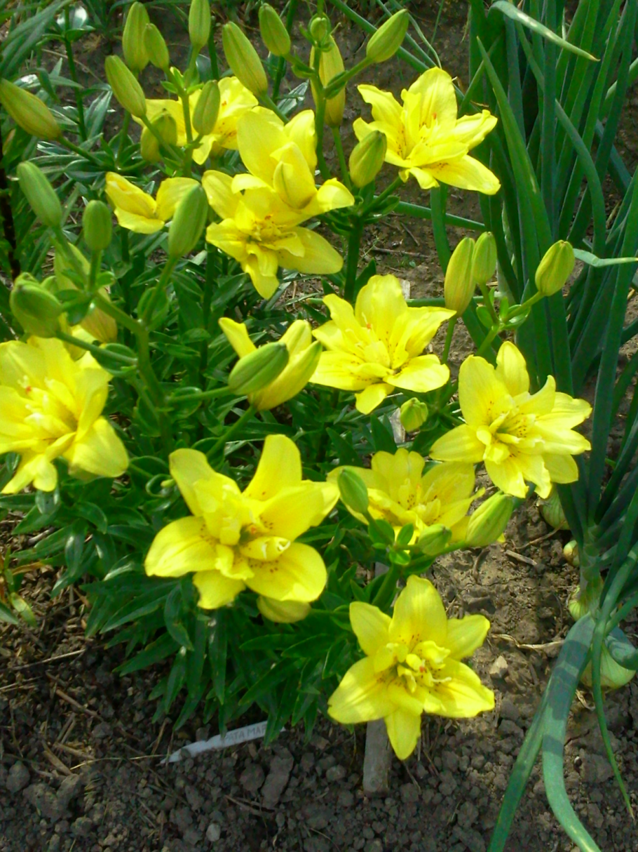 Лилия Гранд Крю