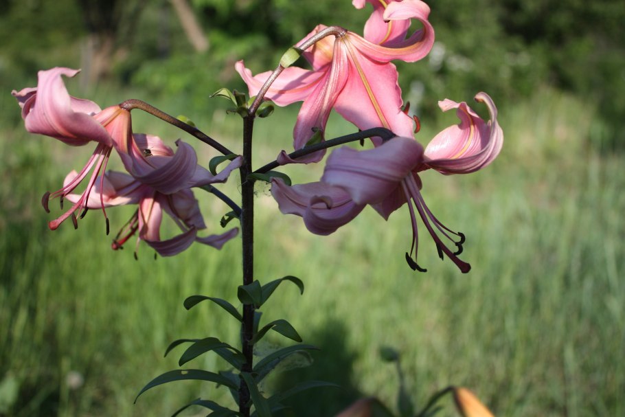 Лилия маст си (must see)