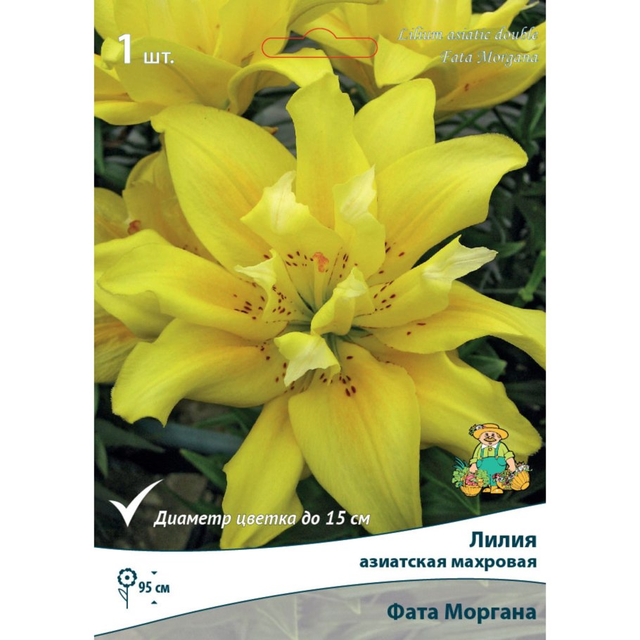 Лилия сфинкс