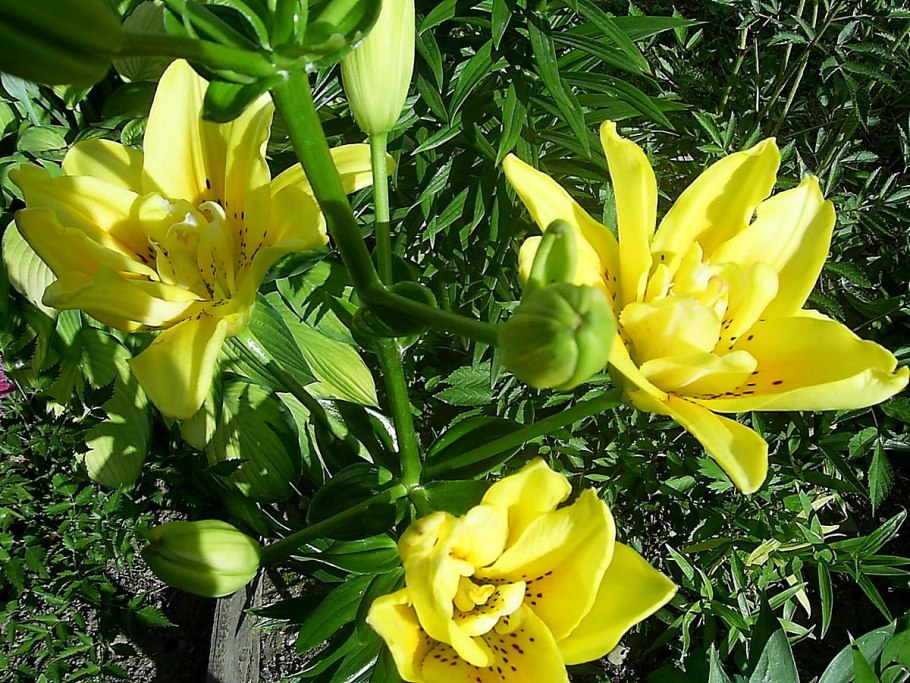 Лилия фата Моргана азиатская махровая 1шт