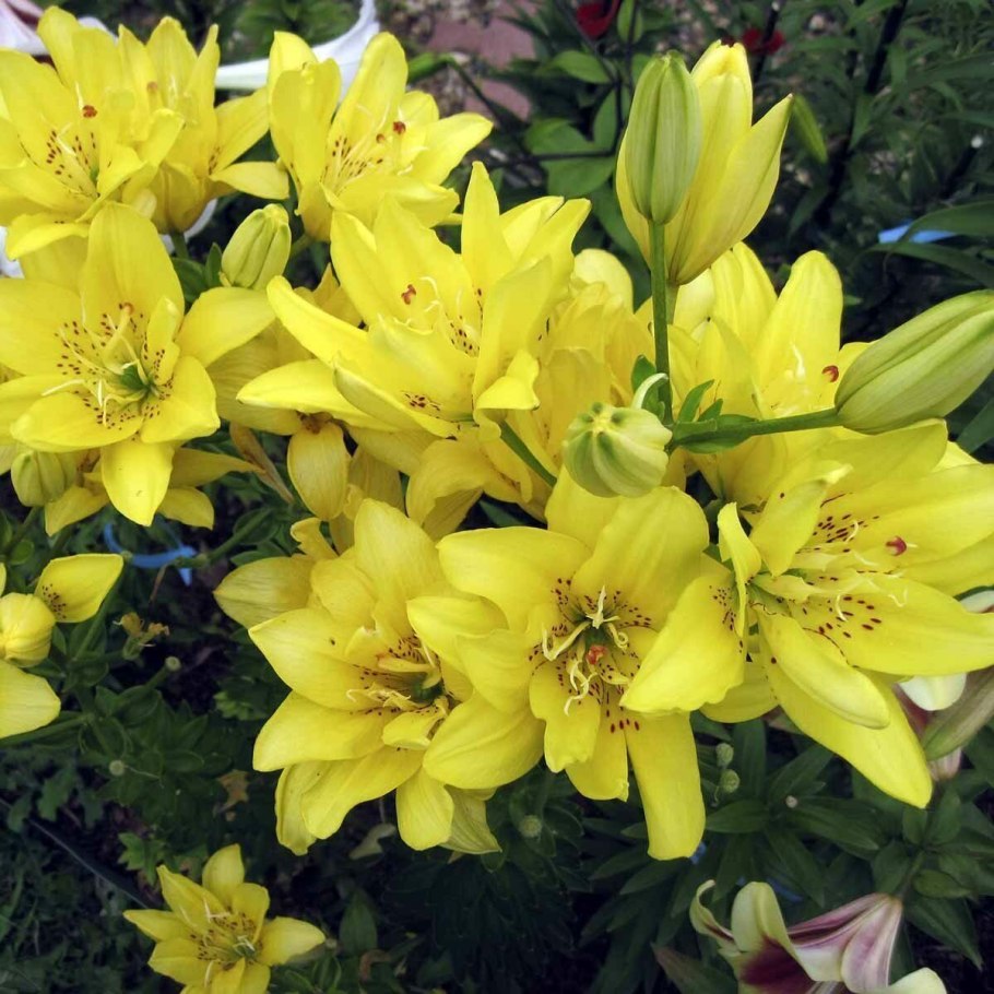 Лилия fata Morgana