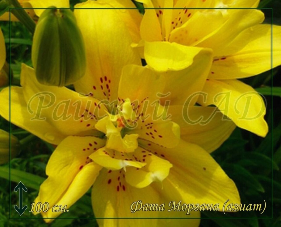 Лилия fata Morgana