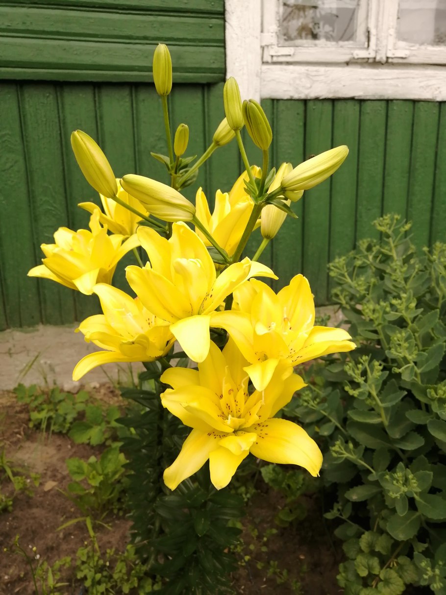 Лилия марлен желтая