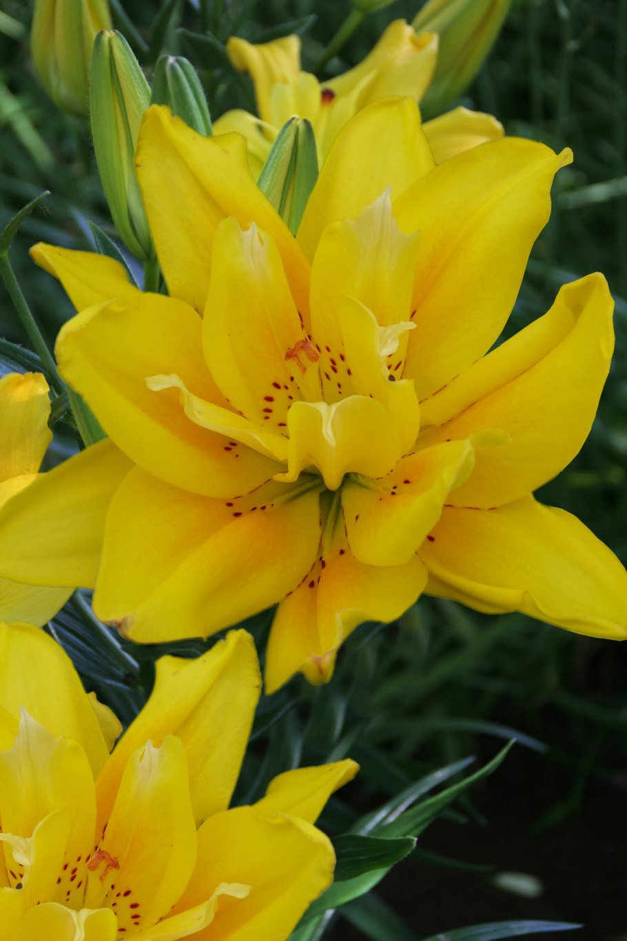 Лилия азиатская Сандью