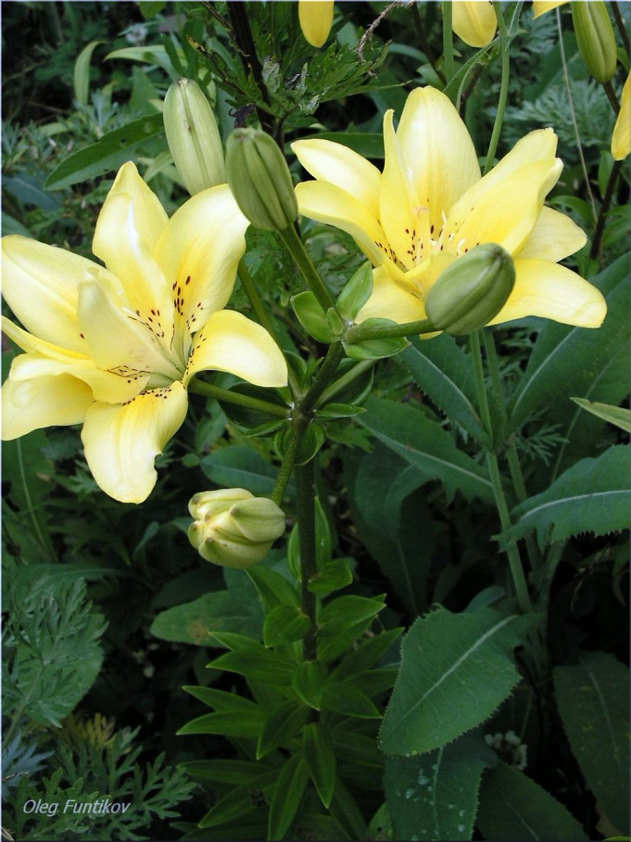 Лилия fata Morgana