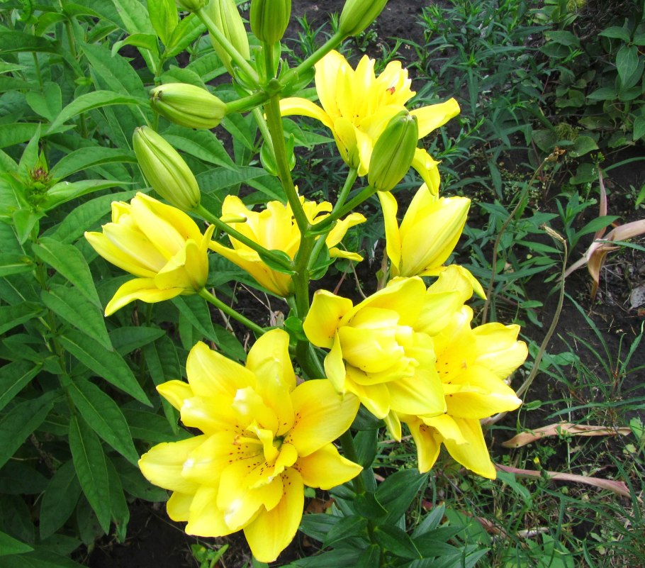 Лилия Йеллоу Белиз