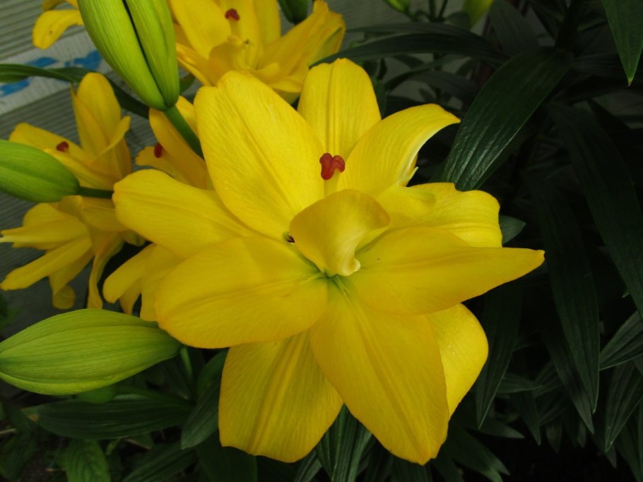 Лилия азиатская Аарон