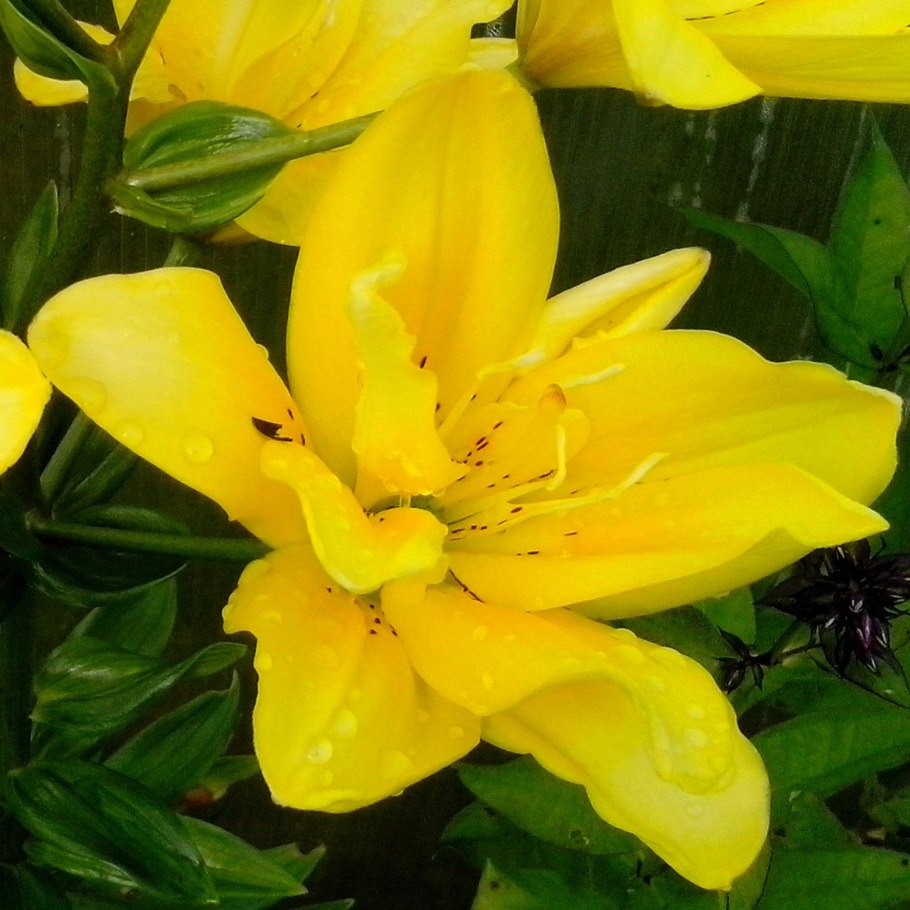 Лилия fata Morgana