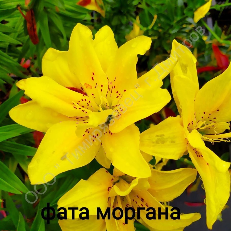 Лилия азиатская Канкан