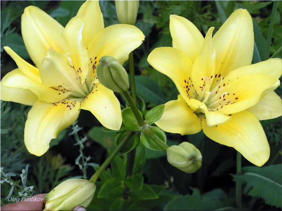 Лилия азиатская fata Morgana