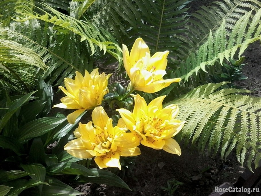 Лилия fata Morgana