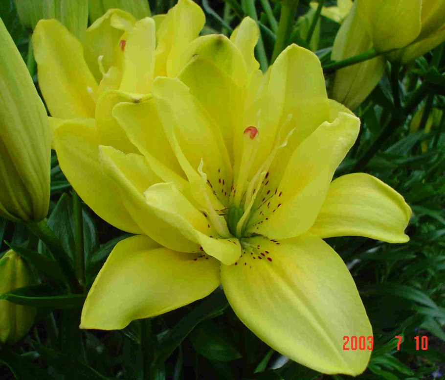 Лилия азиатская махровая фата Моргана