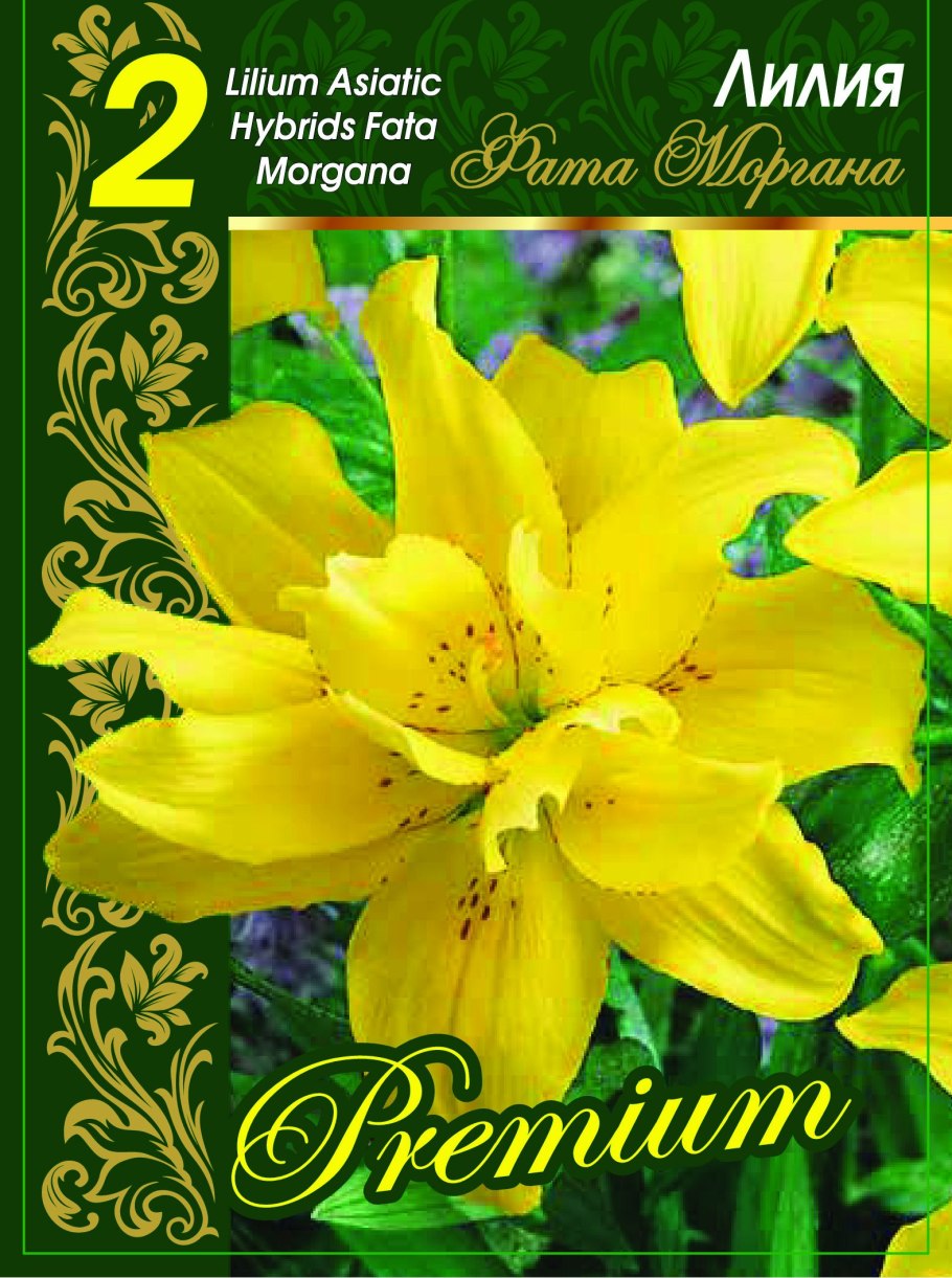 Лилия цветок вниз