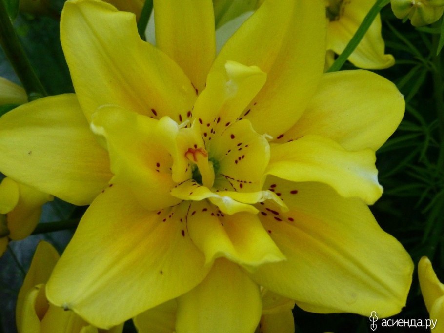 Лилия Sunny Okinawa