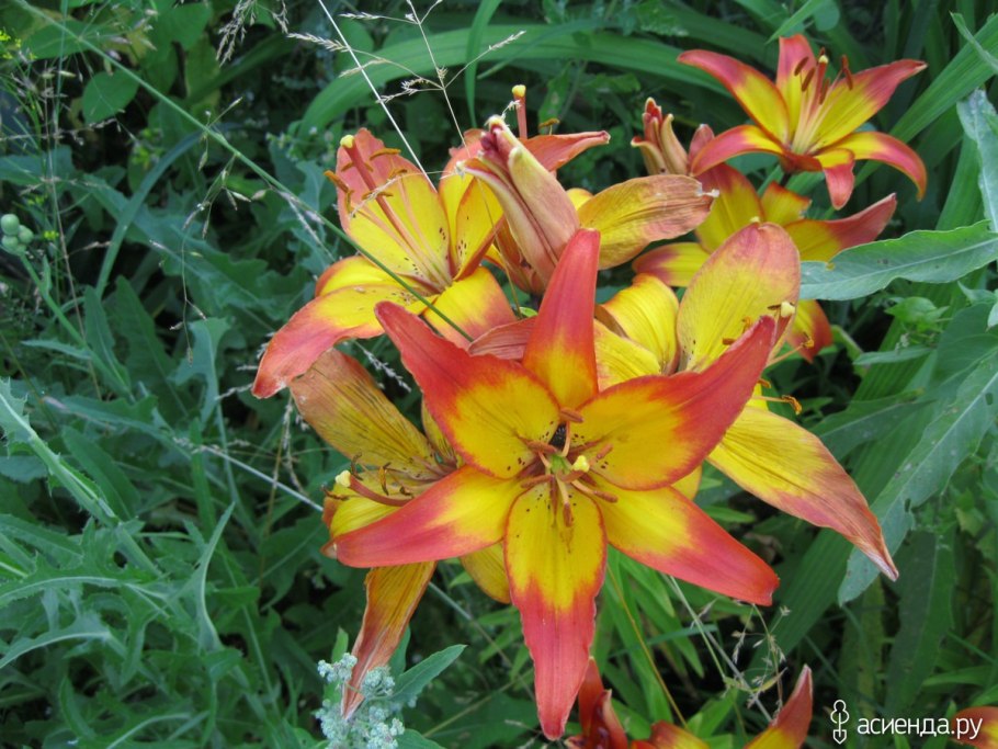 Лилия азиатская махровая фата Моргана