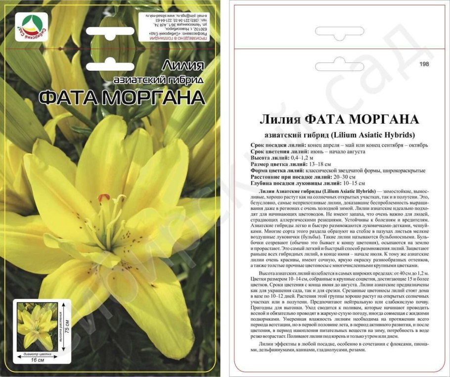 Лилия фата Моргана азиатская махровая 1шт