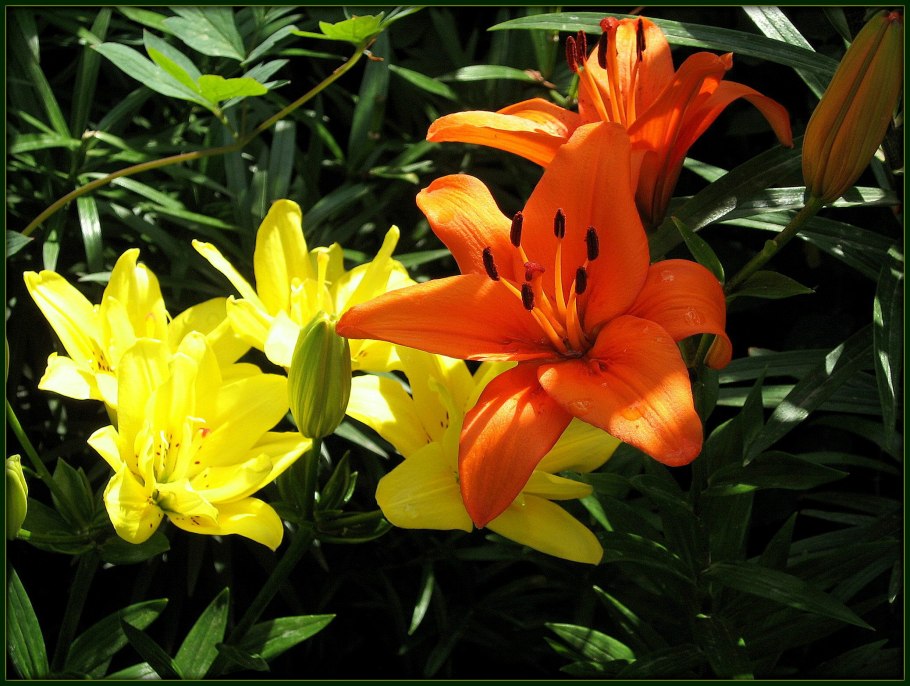 Лилия Сандью