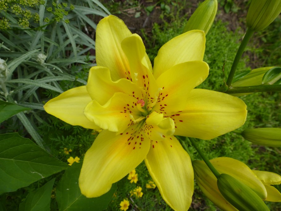 Лилия азиатская Марлен