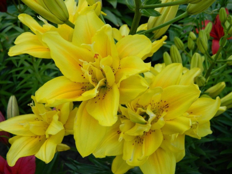 Лилии маст си