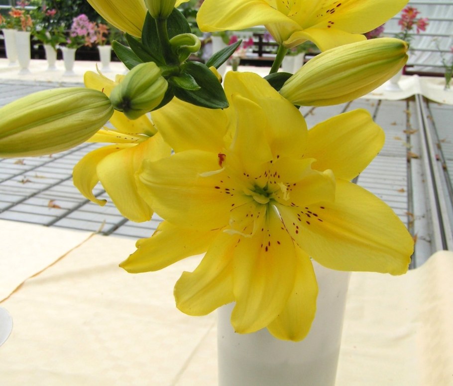 Лилия fata Morgana