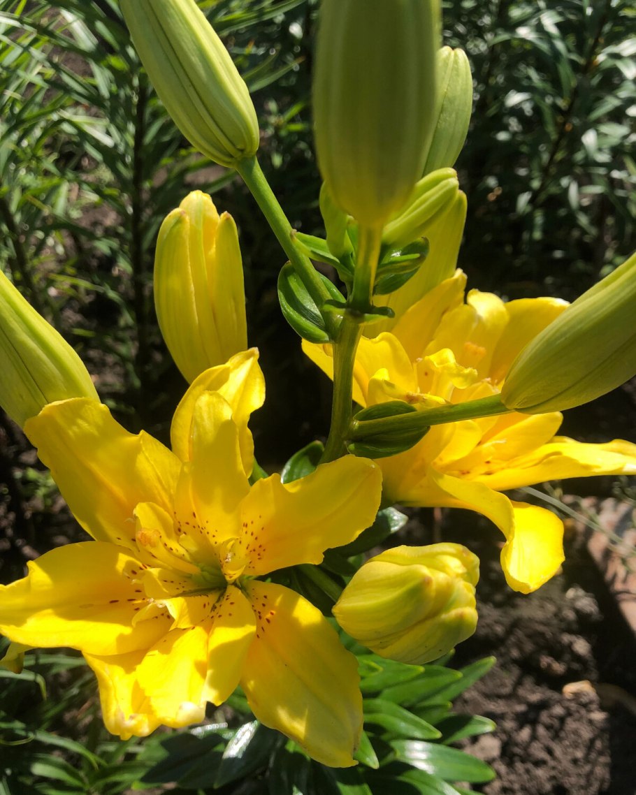 Лилия бонеста