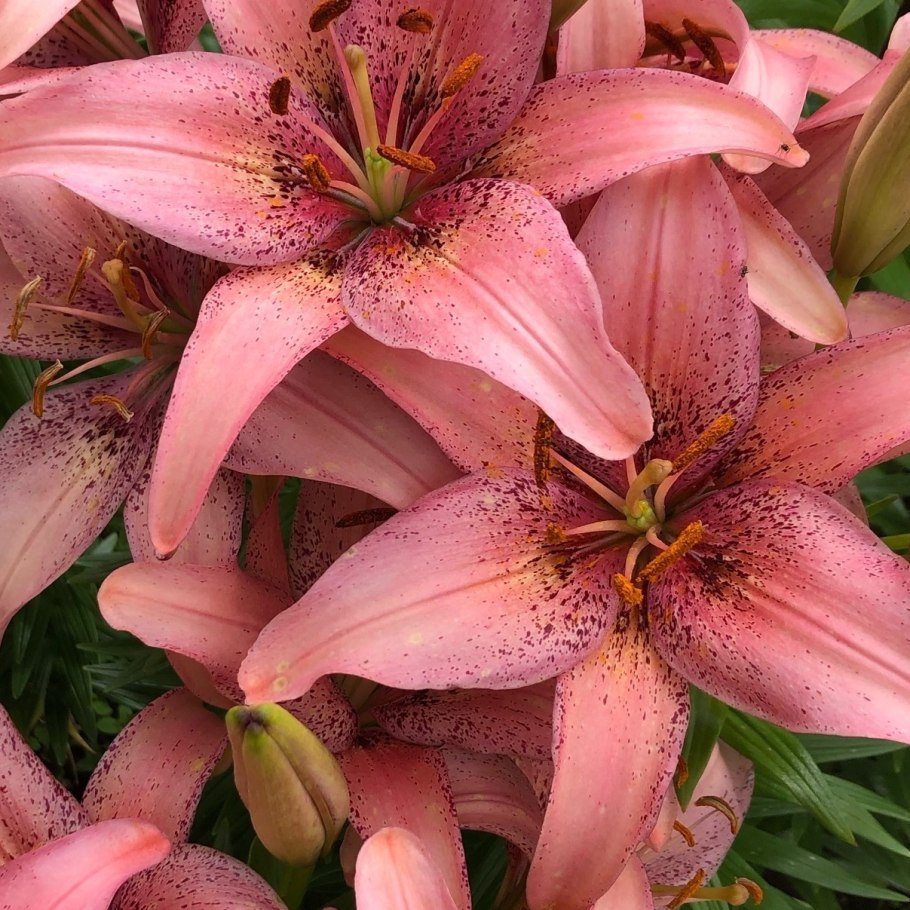 Лилия fata Morgana