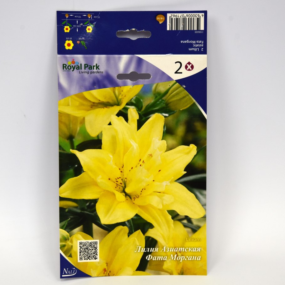 Лилия Лотус Квин