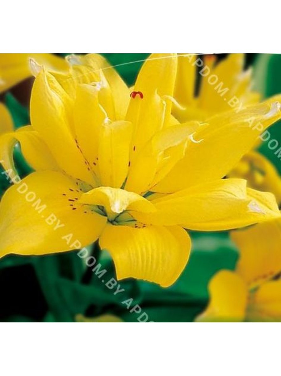 Лилия азиатская махровая фата моргана