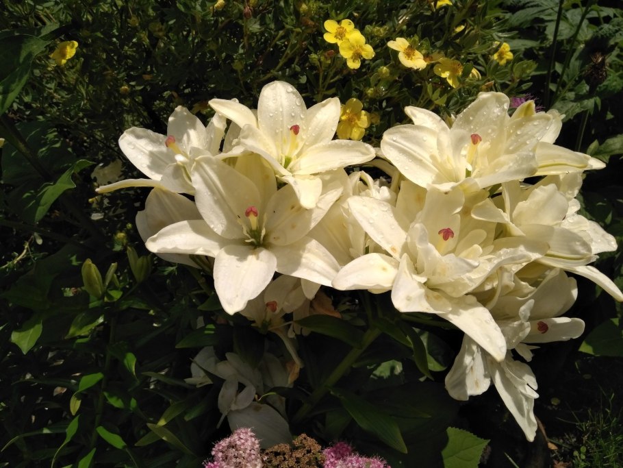 Акция на лилию