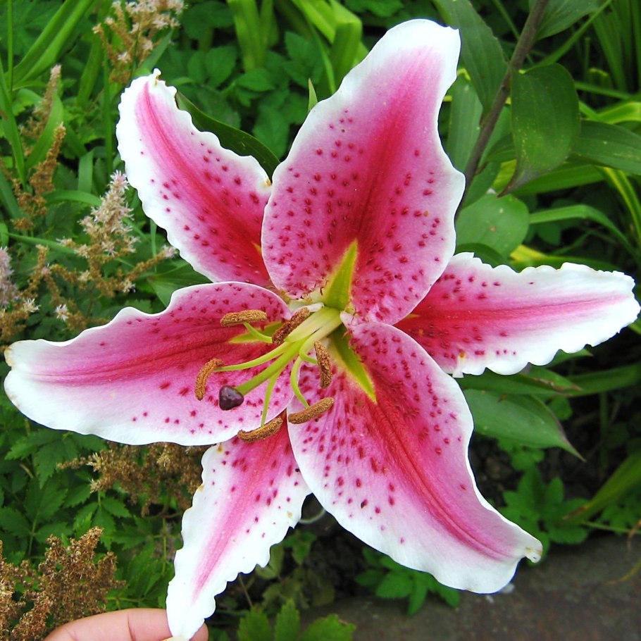 Лилия Диззи