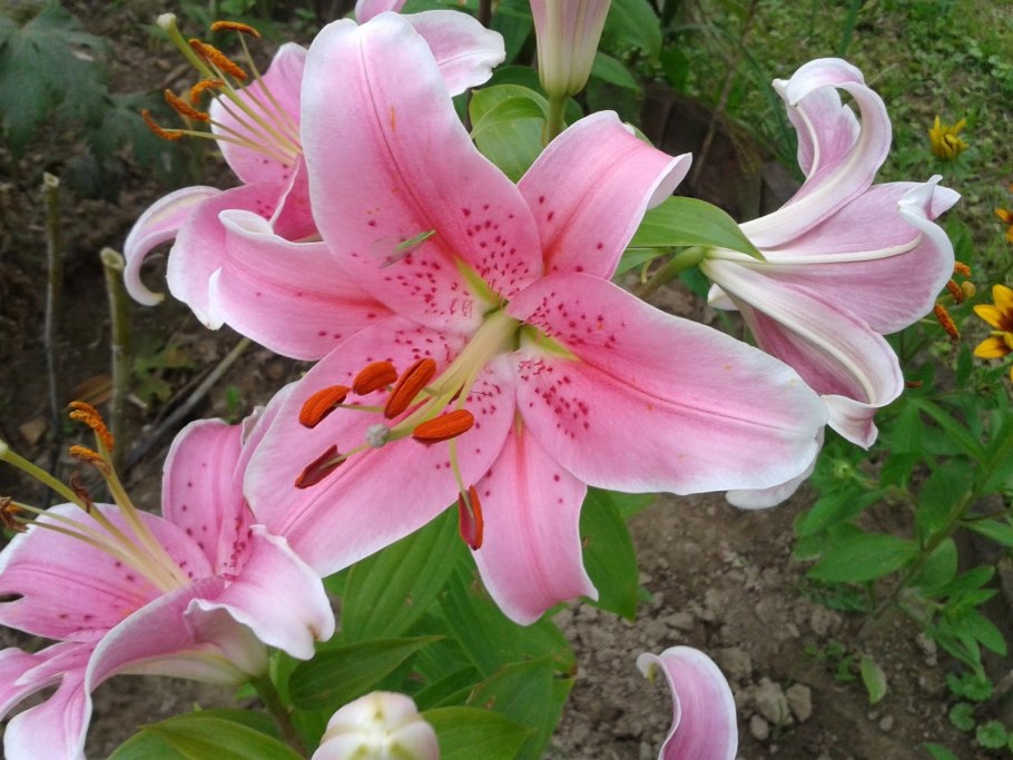 Лилия Восточная махровая Свит Рози