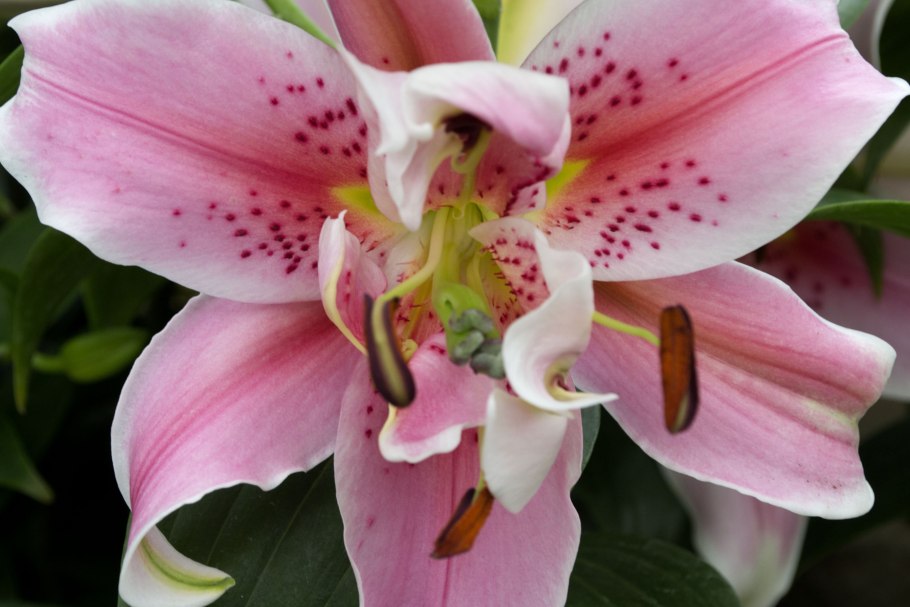 Лилия Восточная Керли Сью