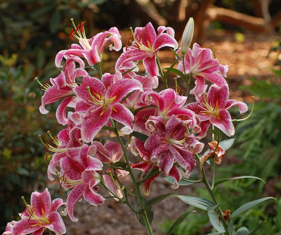 Лилия Восточная Старгейзер