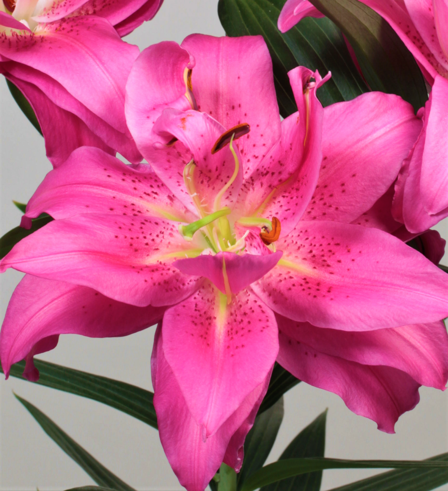 Лилия Восточная махровая софт Мьюзик