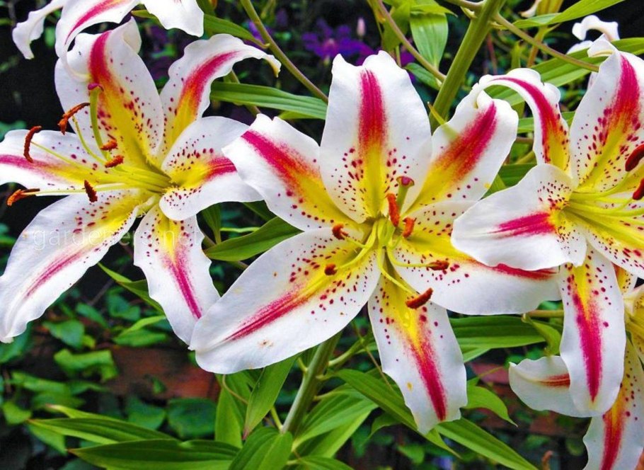 Лилия махровая Лотус куин