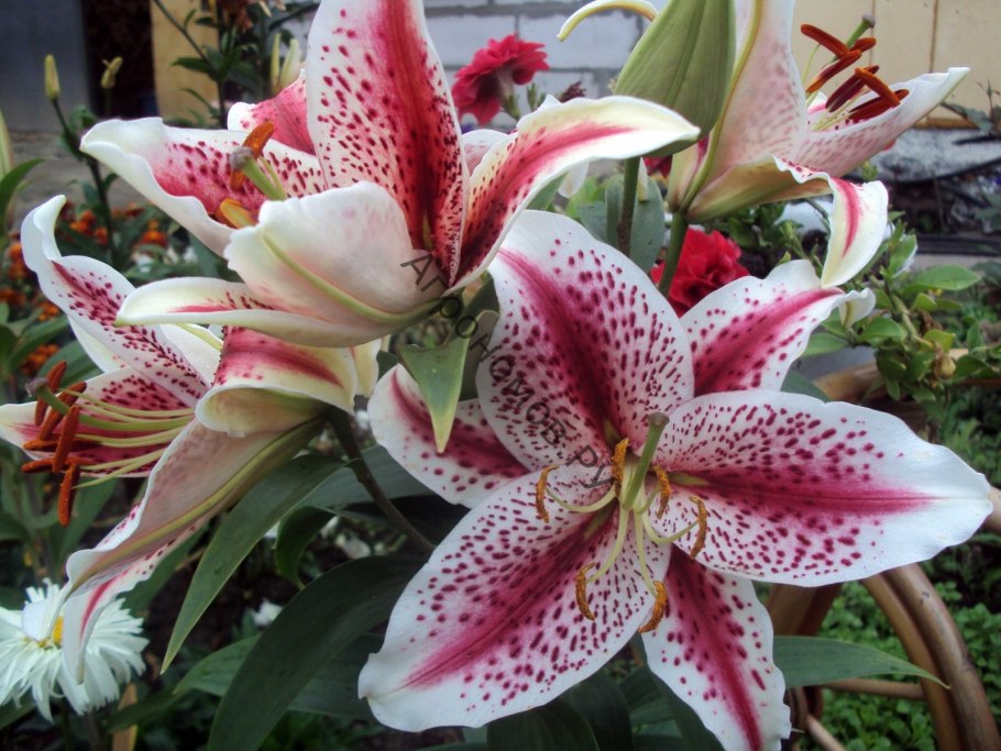 Лилия Восточная Старгейзер