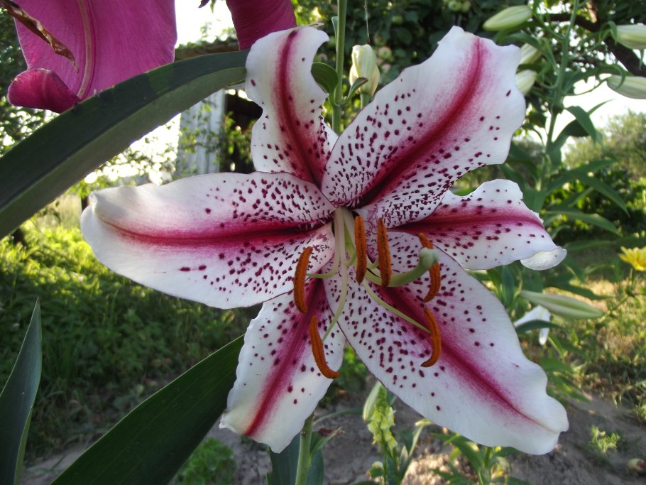 Лилия Roselily Далинда