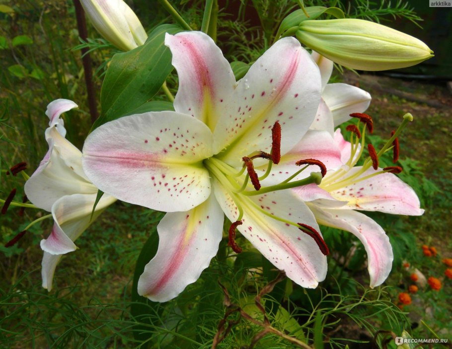 Лилия Восточная Старгейзер