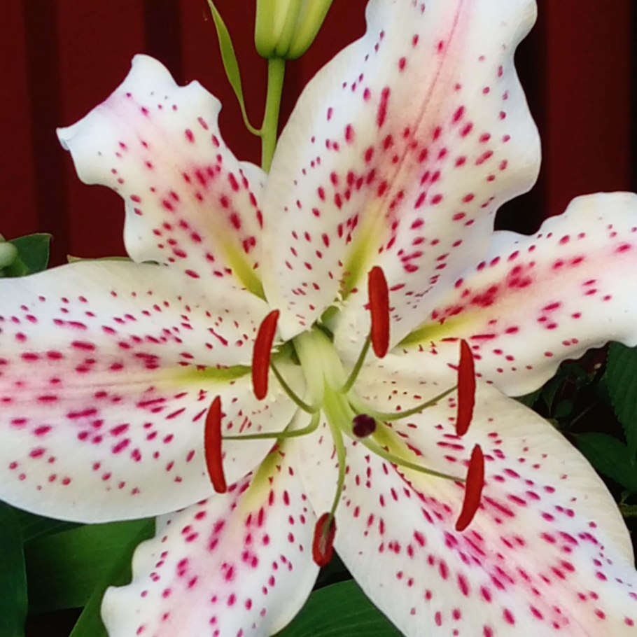 Лилия Восточная Старгейзер