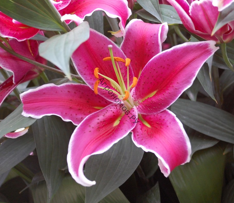 Лилия Восточная Амистад