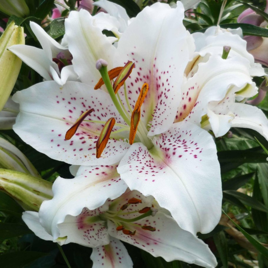 Лилия Roselily Изабелла Восточная махровая