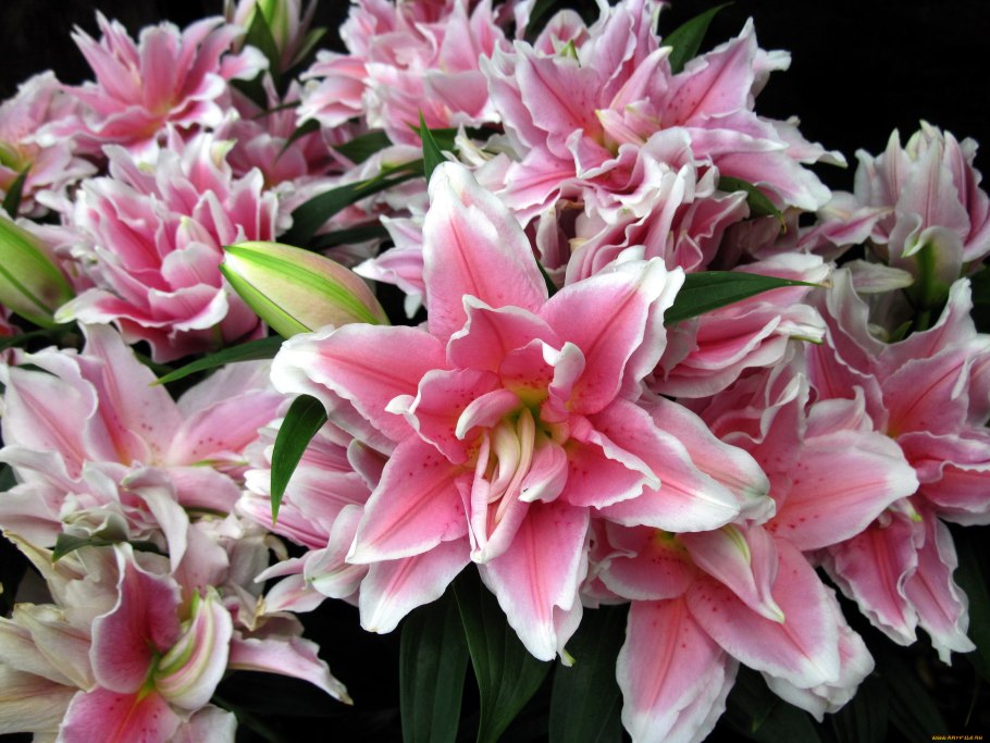 Лилия Восточная Шейла