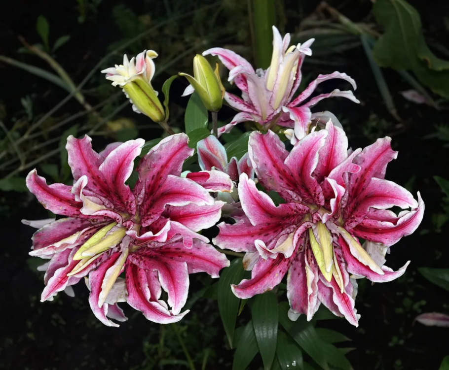 Лилия Восточная махровая Мэджик Стар