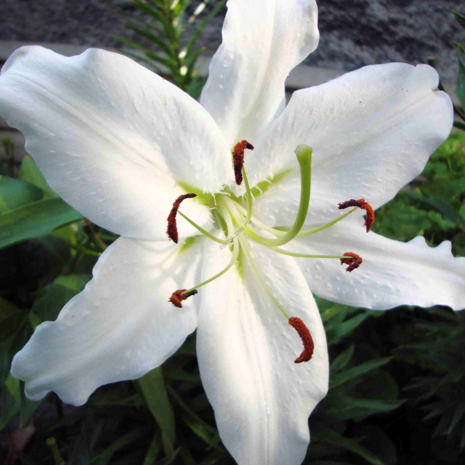 Лилия Captain Tricolor