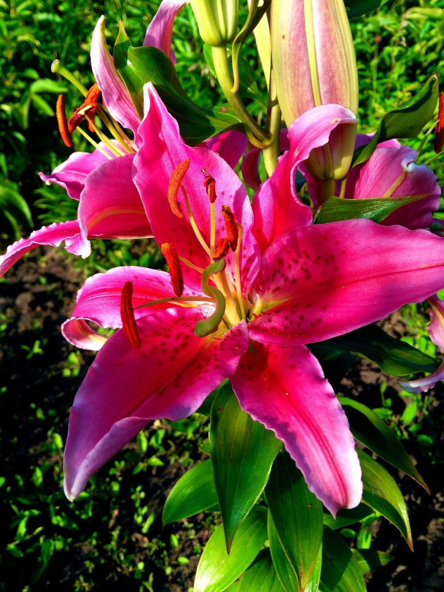 Лилия Найт Райдер